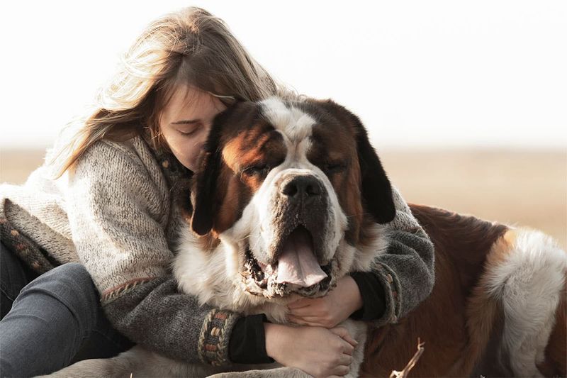 Saint Bernard
