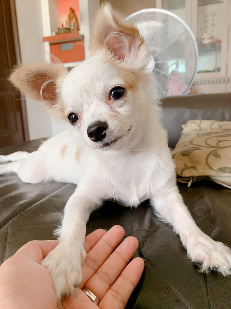 Chihuahua