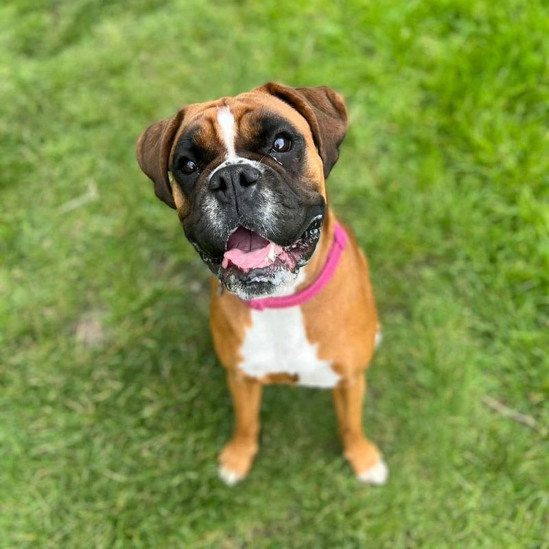 Boxer