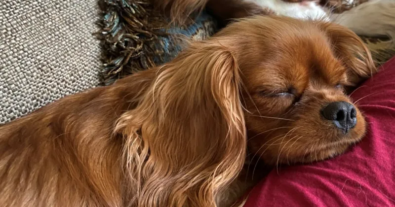 Cavalier King Charles Spaniel