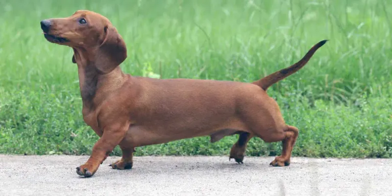 Dachshunds: Small But Mighty