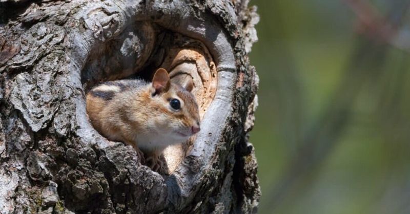 Chipmunk