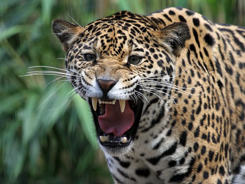 Jaguar