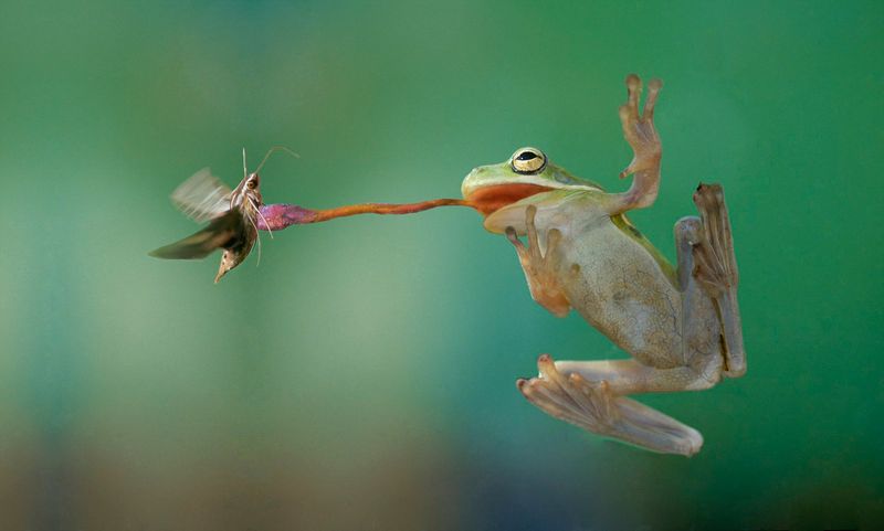 Frog