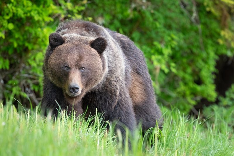 Rocky Mountain Grizzly