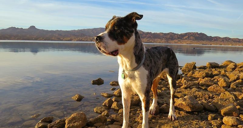 Lake Havasu, Arizona/California