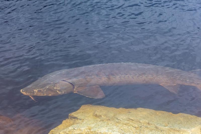 Lake Sturgeon