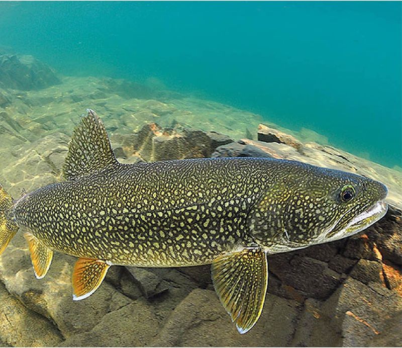 Lake Trout