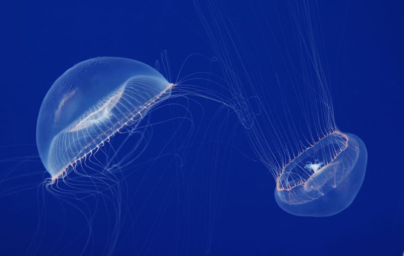 Crystal Jelly