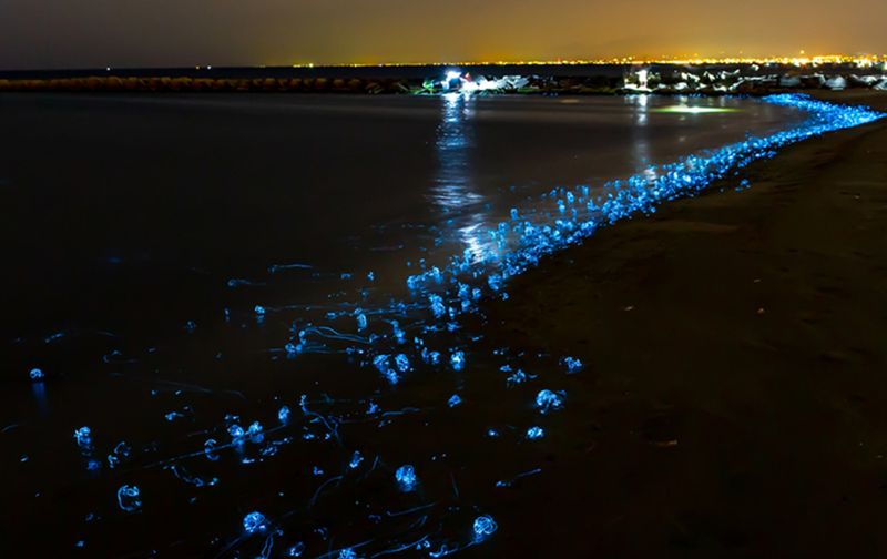 Firefly Squid