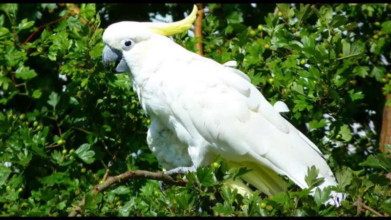 Cockatoo (wild varieties)