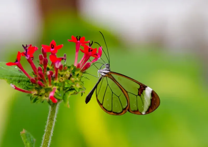 Glasswing Butterfly