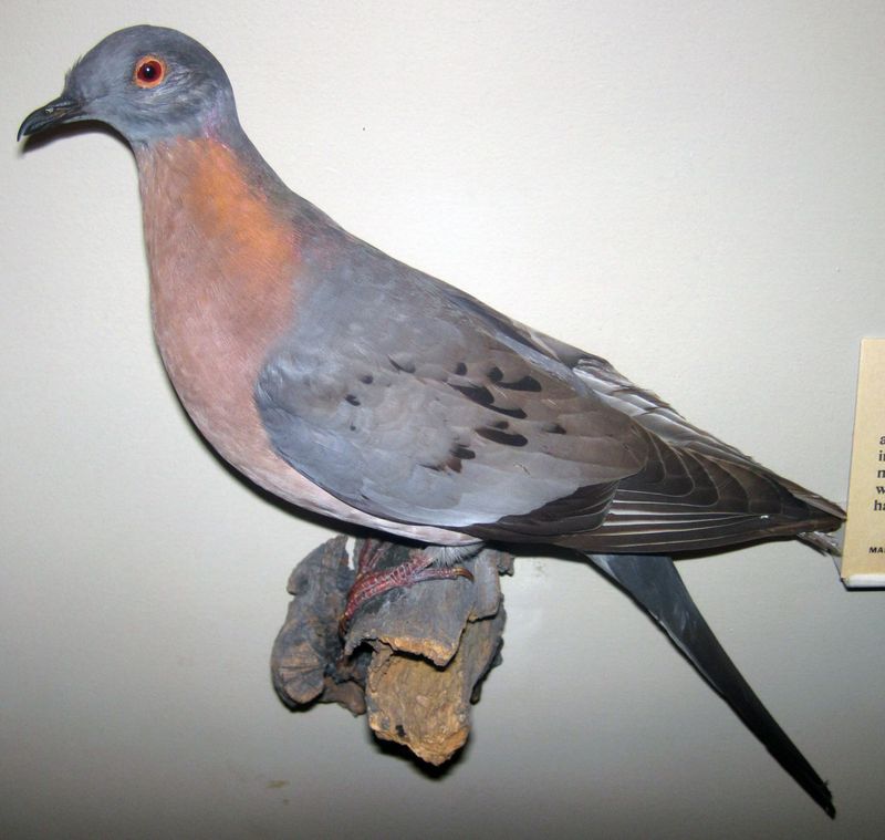 Symbol of Extinction