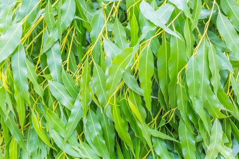 Eucalyptus