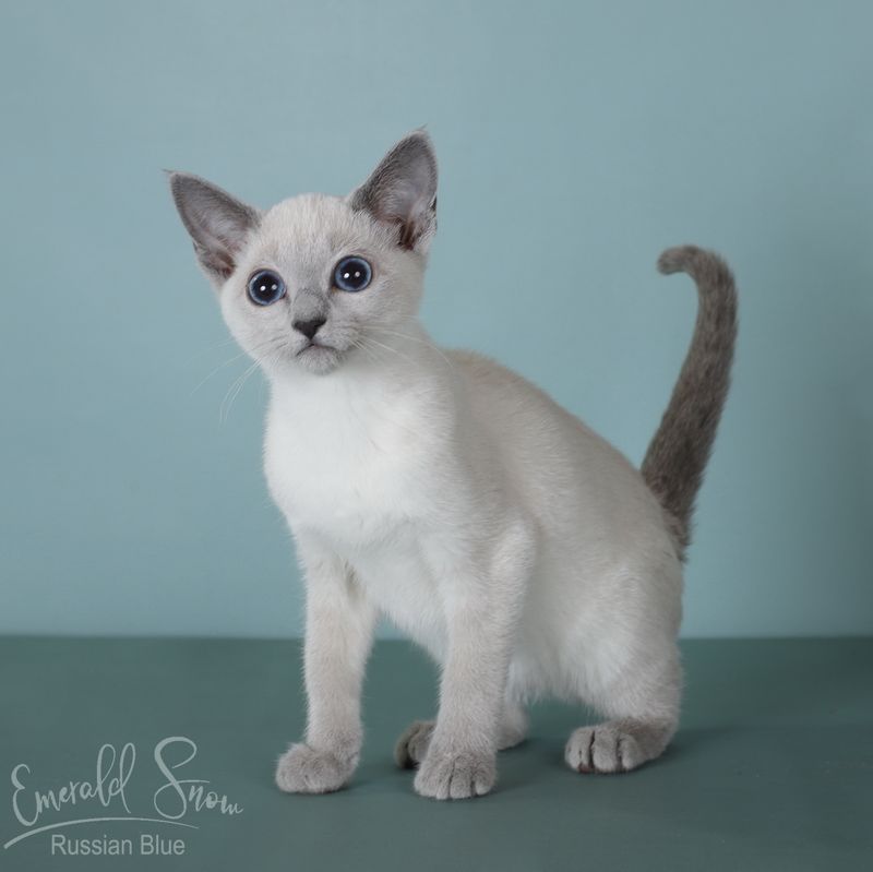 Twilight Tonkinese
