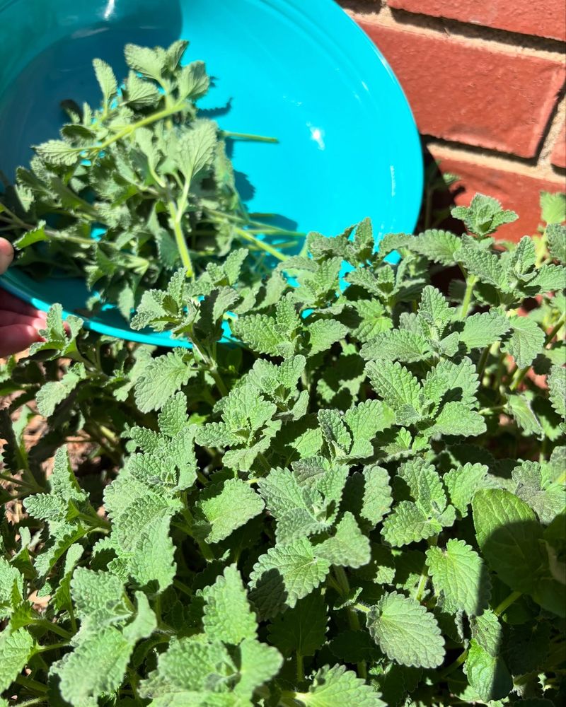 Mint
