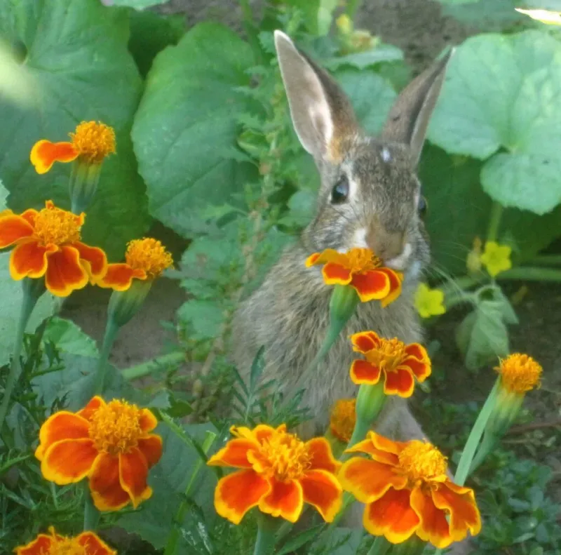 Marigold