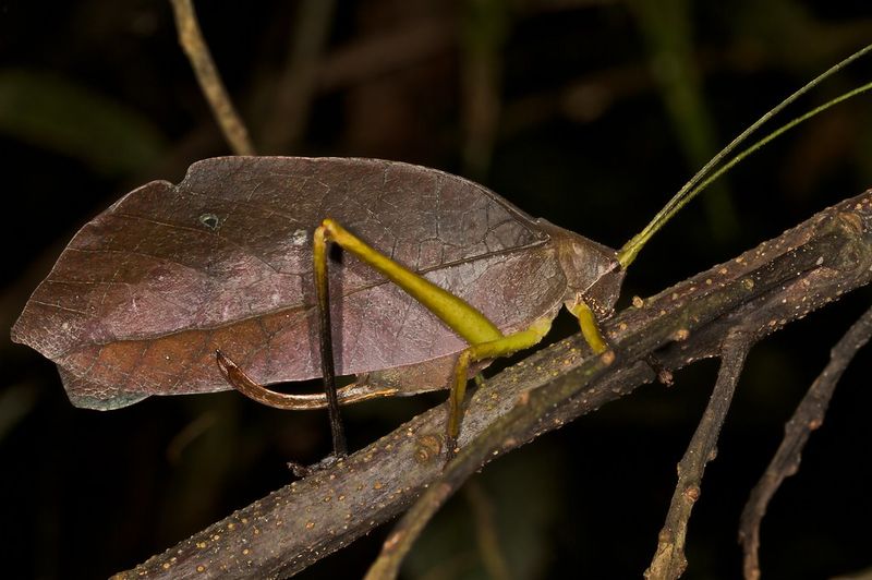 Leaf Mimic Katydid