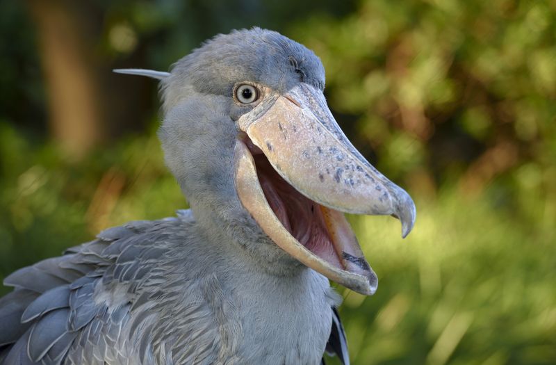 Shoebill