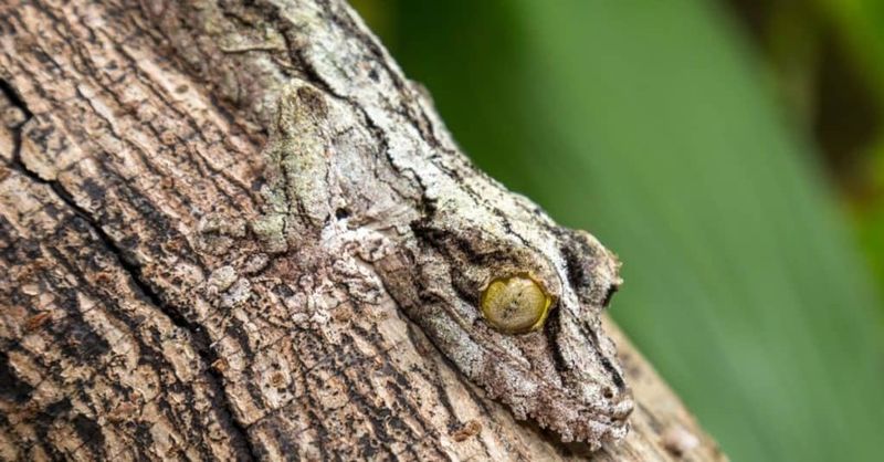 Leaf-tailed Gecko