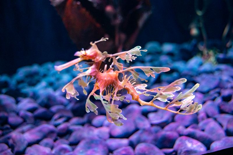Leafy Sea Dragon