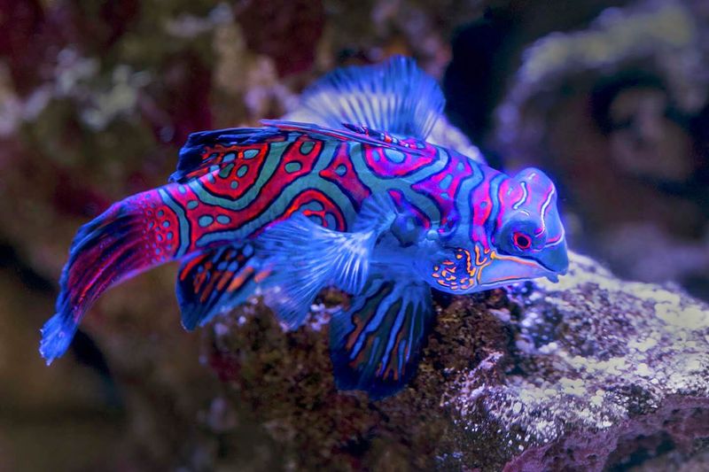 Mandarinfish