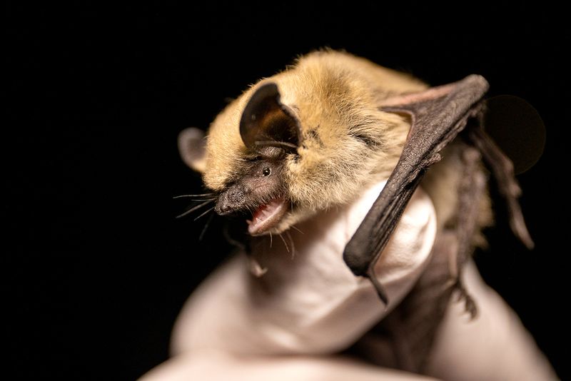 Western Small-footed Bat