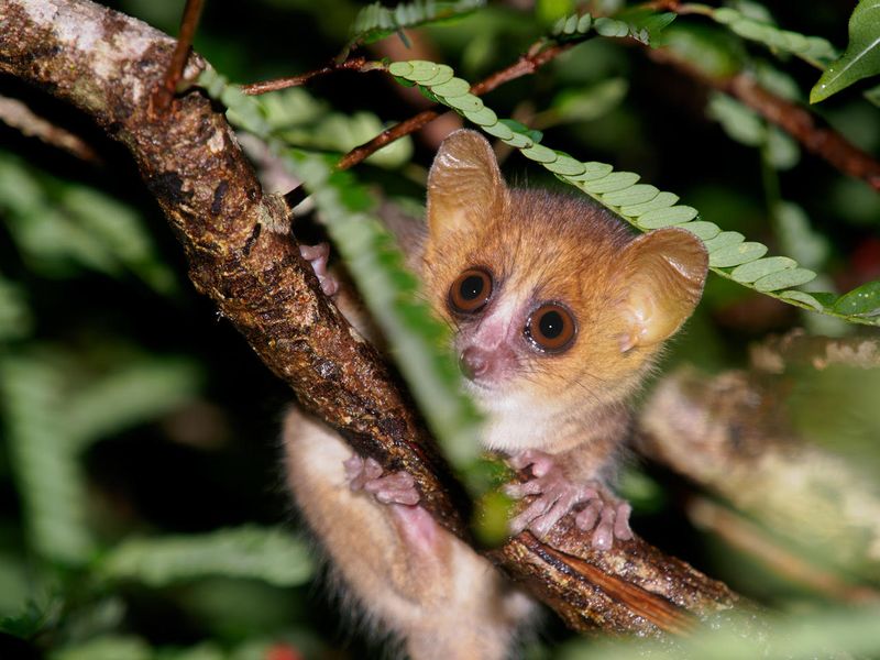 Madame Berthe's Mouse Lemur