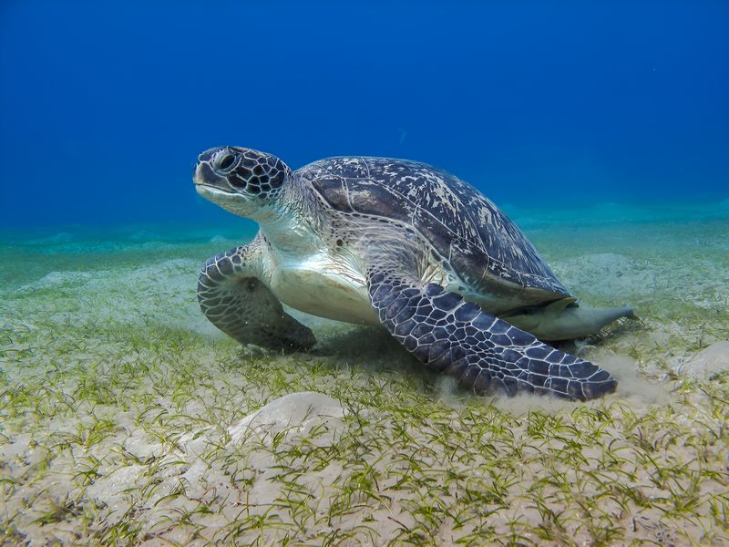 Leatherback Sea Turtle