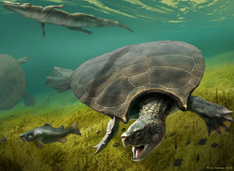 Cultural Significance of Sea Turtles