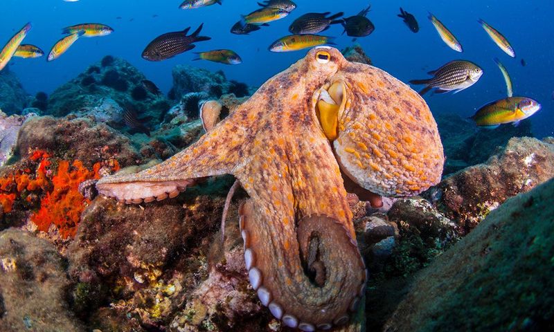 Octopuses as Sea Monsters