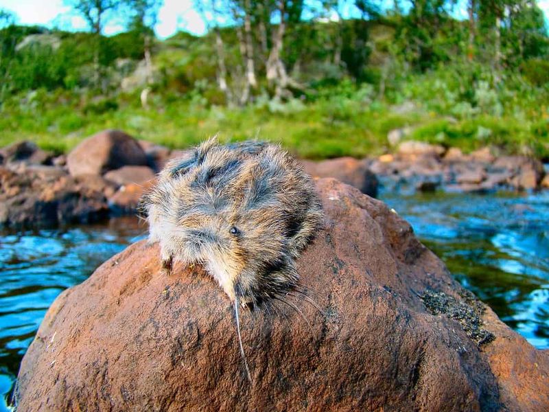 Lemmings Commit Mass Suicide