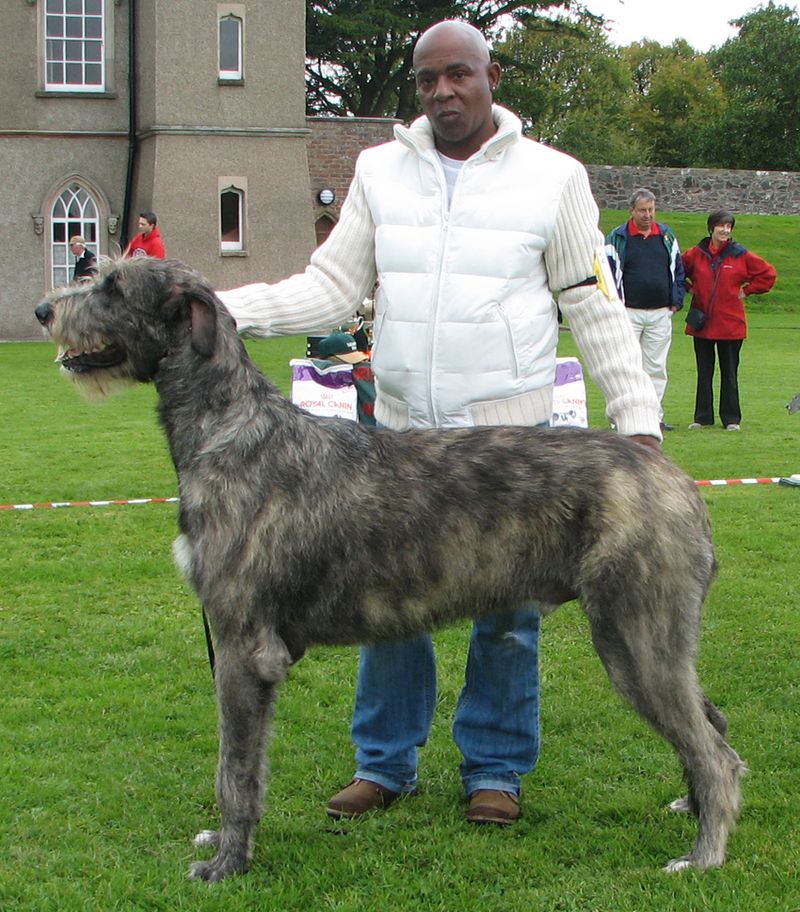 Irish Wolfhound