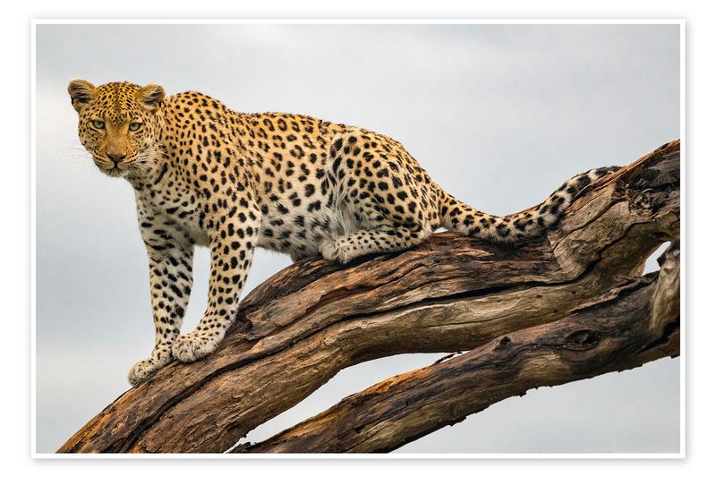 Leopard