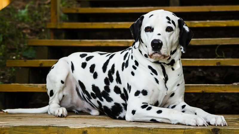 Dalmatian Dog