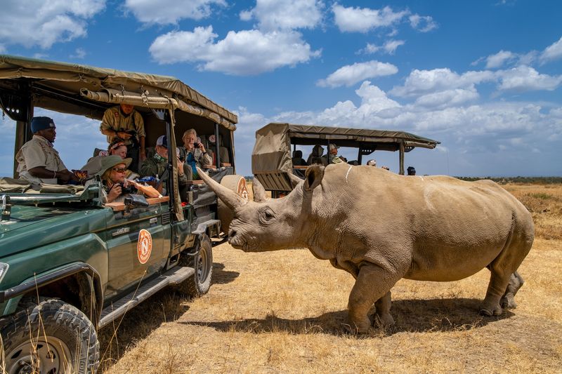 Rhinoceros