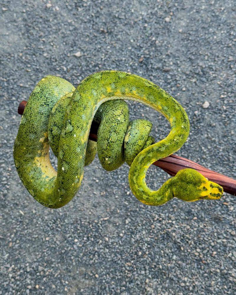 Green Tree Python