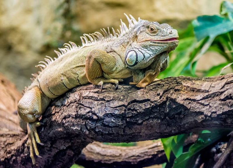 Green Iguana