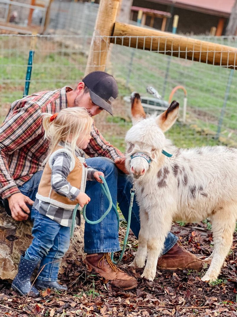Miniature Donkey