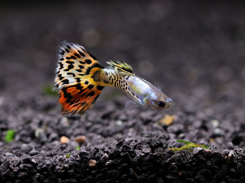 Leopard Guppy