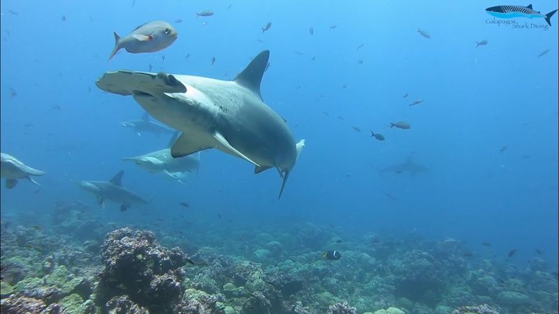 Hammerhead Shark