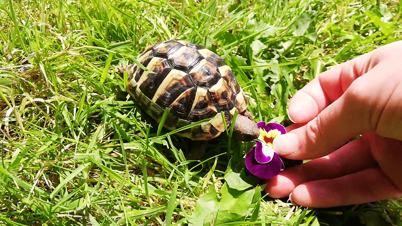 Hermann's Tortoise