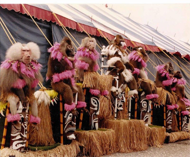 Baboons