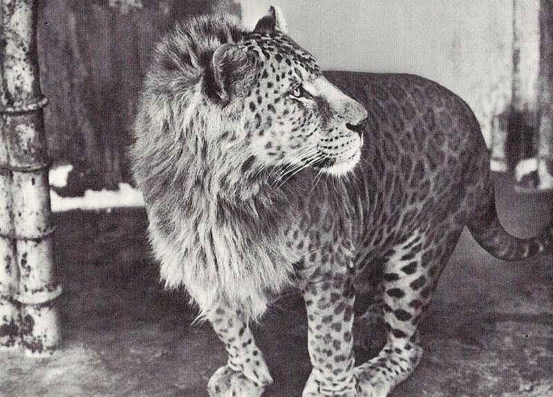 Jaglion