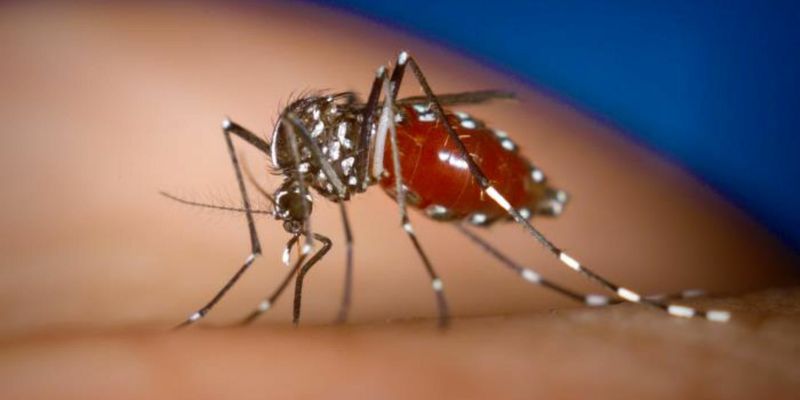 Chikungunya