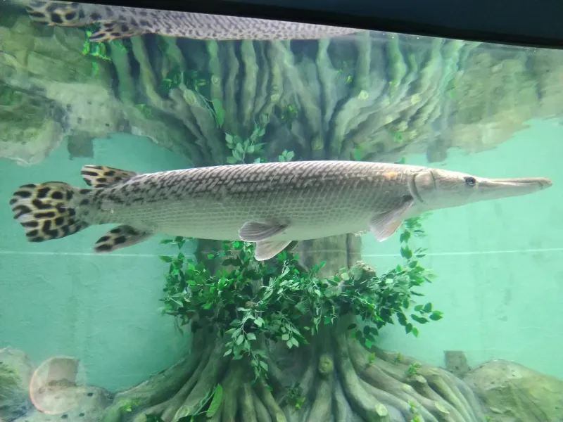 Bill Valverde’s Monster Alligator Gar