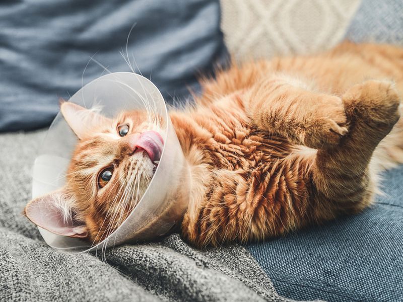 Decreased Aggression in Pets