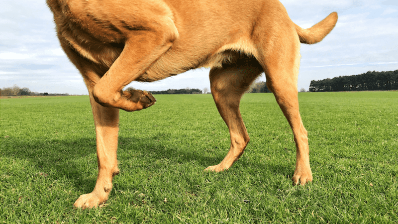 Persistent Lameness or Stiffness