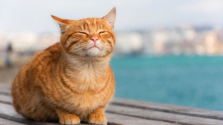 Letting Your Indoor Cat Outside This Summer: 5 Pros and 5 Cons