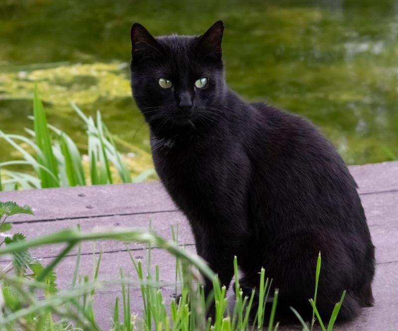 Ebony's Adaptable Nature